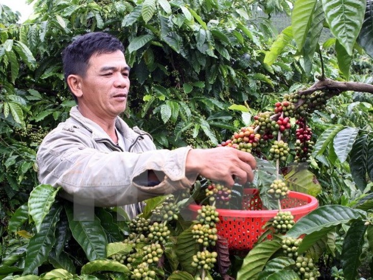 Developing coffee zones in Dak Lak province - ảnh 1